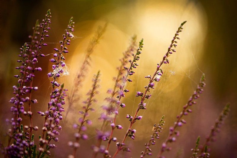 вереск, вечер, палитра в паутинкахphoto preview