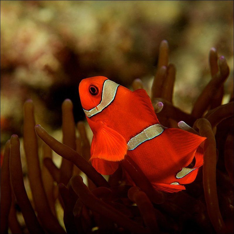 underwater, sipadan, fish, anemone, clown, red Стильныйphoto preview