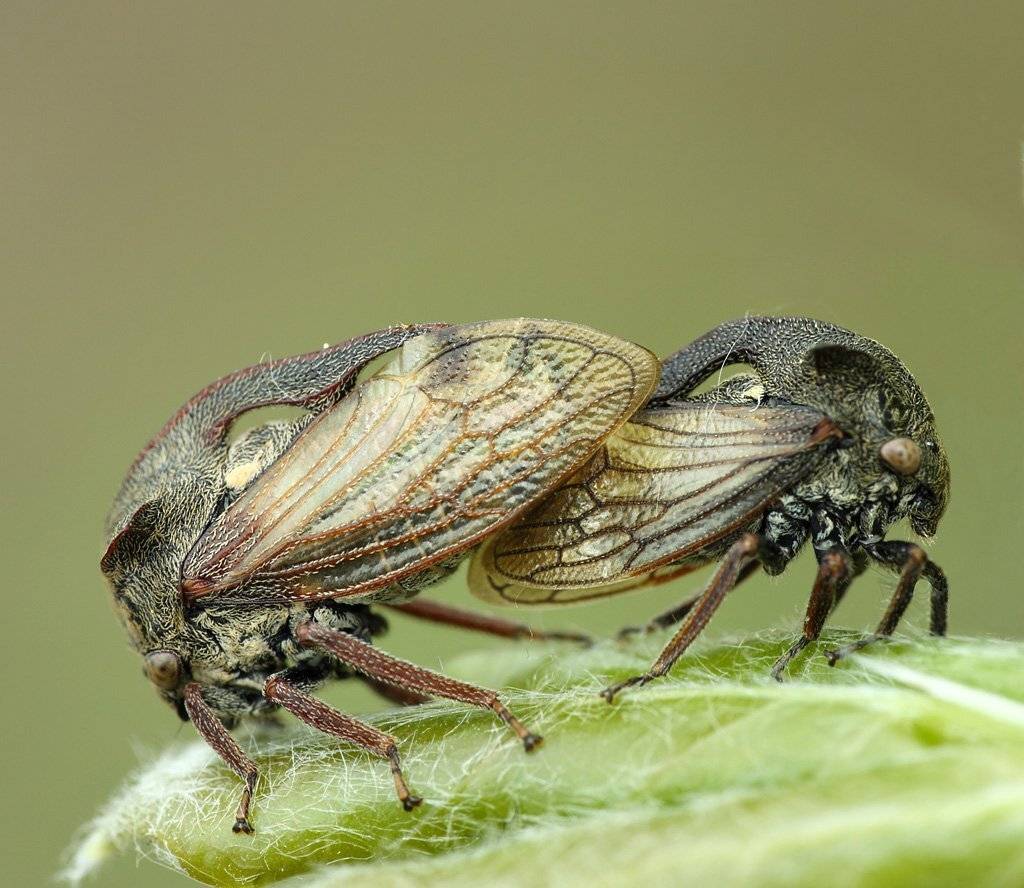 , Сергей Таланов