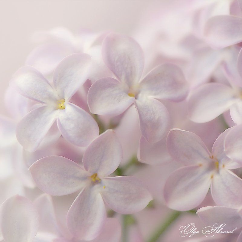 сирень,цветы сиреньphoto preview