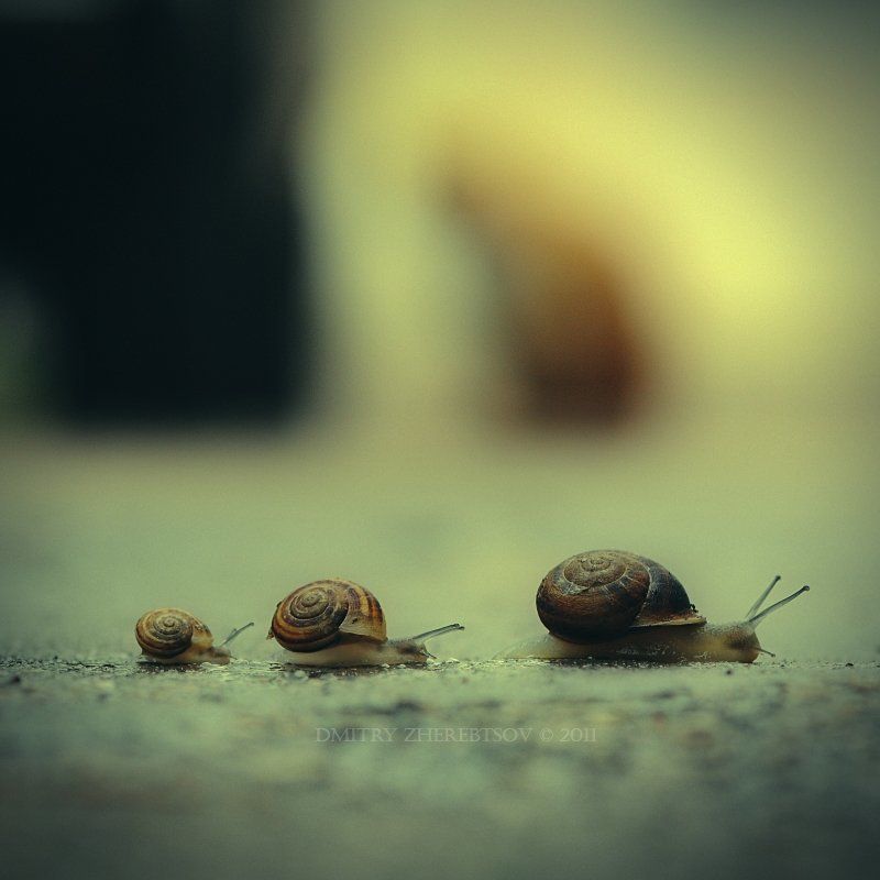 escargot As car goesphoto preview