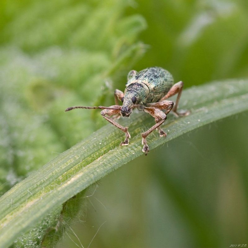 долгоносик, , , ruesselkaefer, , , curculionidae, , , weevil Кавалер на маршеphoto preview