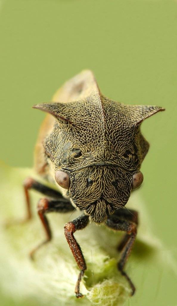 горбатка, Сергей Таланов