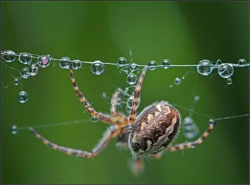 макро,паук,капли,паутина, Жонглёр.photo preview
