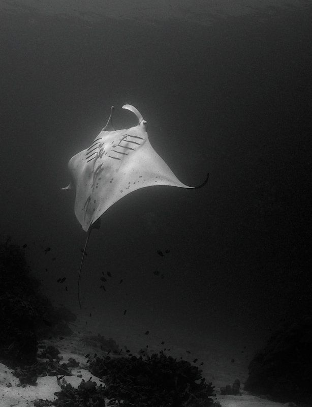 манта, mantaray, underwater Go Upphoto preview