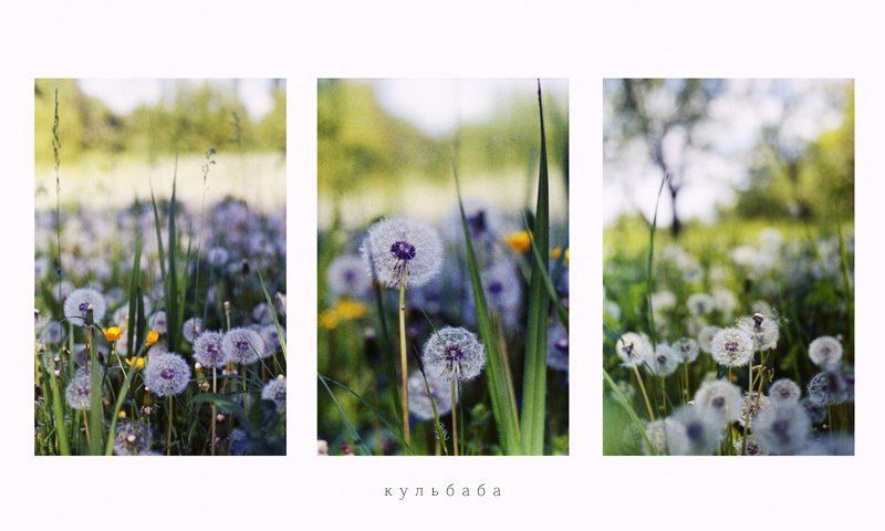 __кульбаба__photo preview