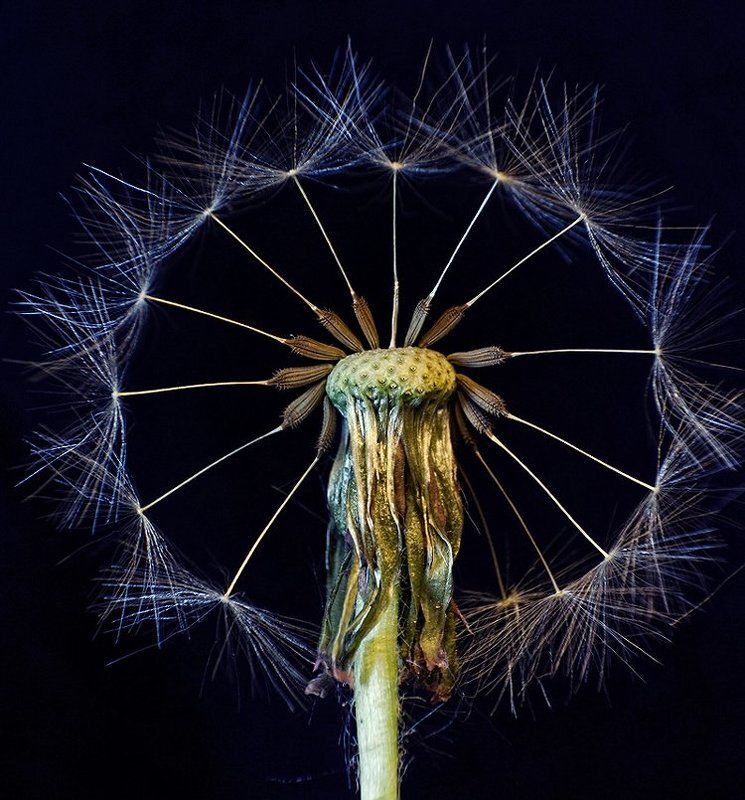 одуванчик, макро, капли, роса, вода Одуванчикphoto preview