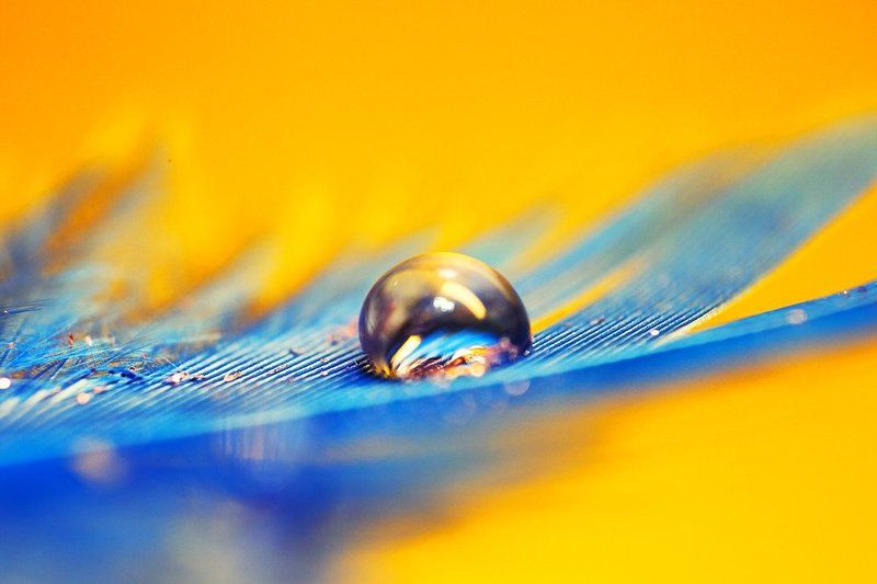 макро, капли, животные, паук, перья, вода, роса, муравей. Макро, из старогоphoto preview