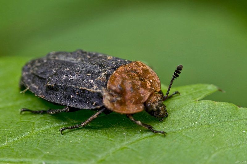 \\ Красногрудый мертвоедphoto preview