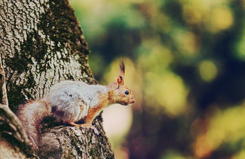 лес, белка, дерево ***photo preview