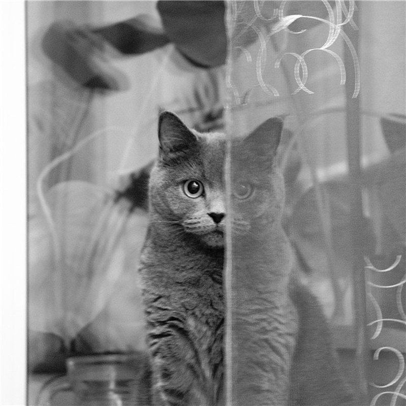 кошка, кот, животные, звери ***photo preview