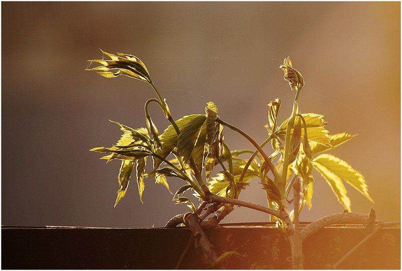 `Солнце садится, любимый...`photo preview