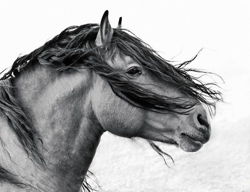 alisalitvinovaphoto preview