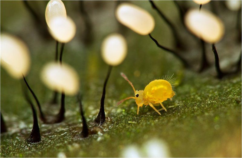 коллембола, слизевики Маленькая коровка в лесу гигантских фонарейphoto preview