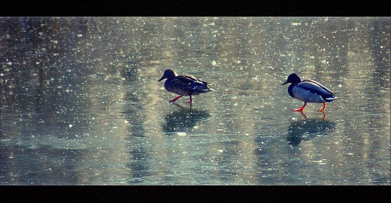 Лапкиphoto preview