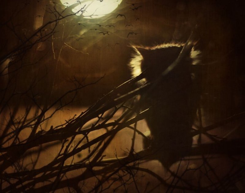 В ночной тишинеphoto preview