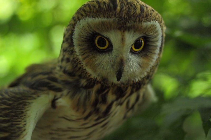 Руби фото превью