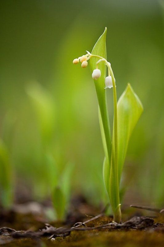 ландыши и на мху растут ландышиphoto preview