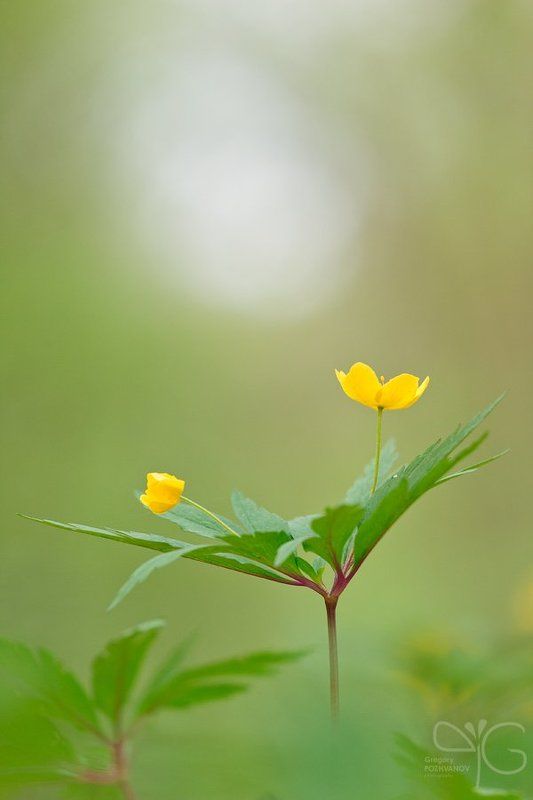 анемон, ветреница, лютиковидная, заповедник, белогорье, лес, дубрава, ворскла, весна, цветок, flower, anemone, ranunculoides, reserve, belogorie, oak, forest, vorskla, spring Жёлтый анемон в дубравеphoto preview