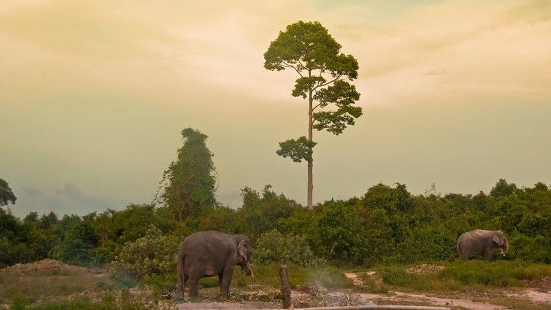 слоныphoto preview