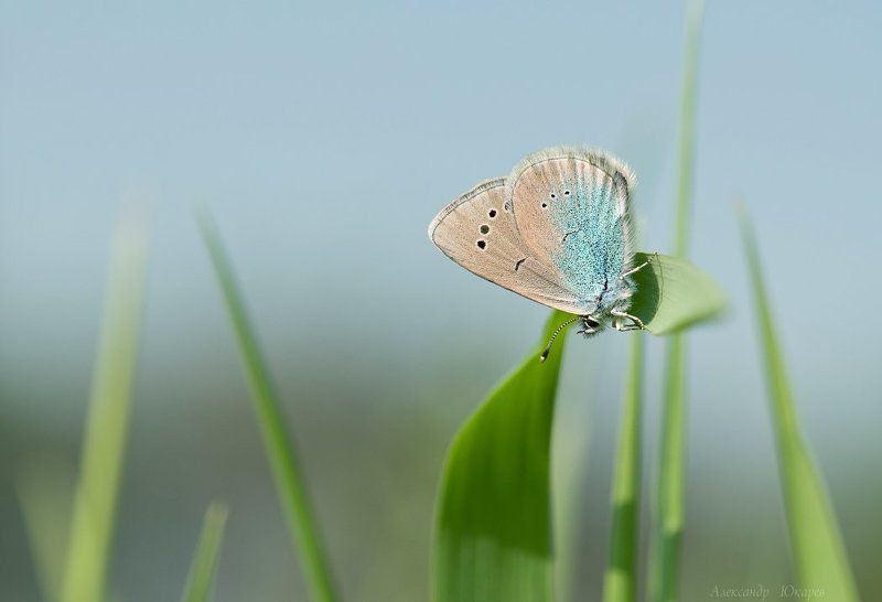 Под небом голубым...photo preview