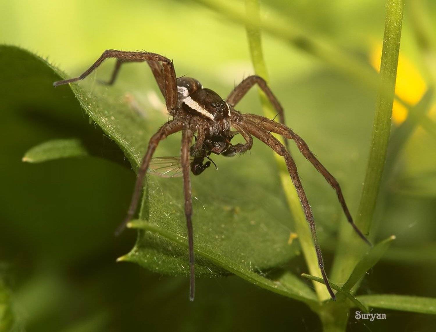 паук, листок, мушка, Олег Сурьянинов
