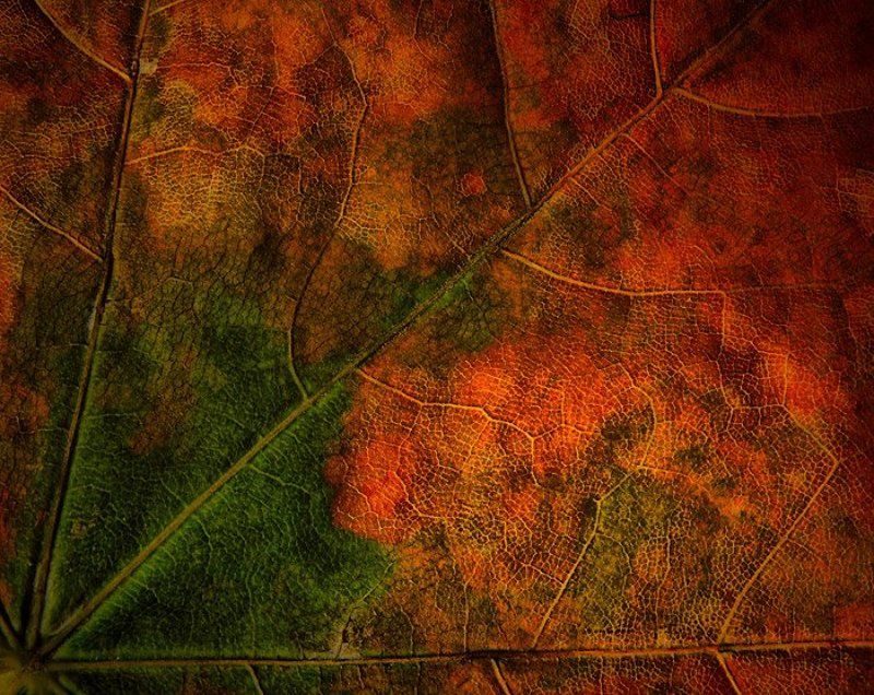 Цвета осениphoto preview