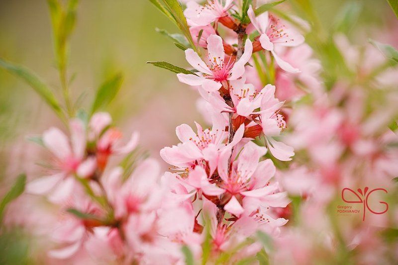 карликовый, миндаль, dwarf, almond, amygdalus, nana, белогорье, природный, парк, ровеньский, весна, цветок, флора Цветение миндаляphoto preview