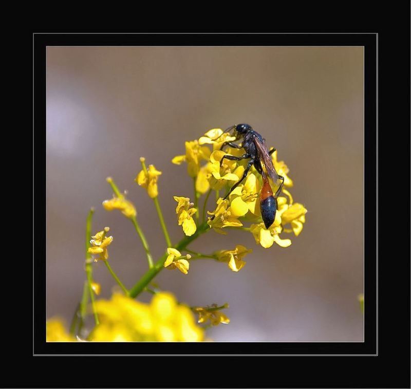 природа, макро В ожидании ветра  ...перемен  ...photo preview