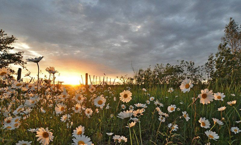 Ромашковый закатphoto preview