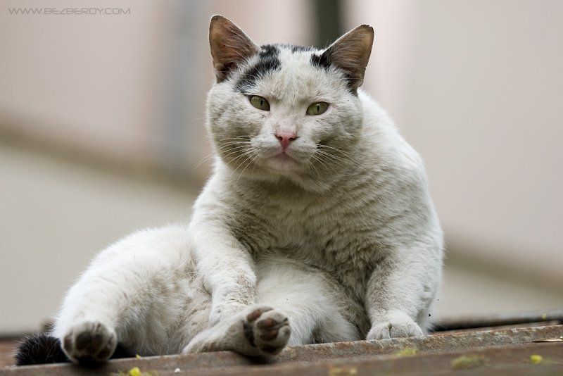 кот, кошка, крыша, мыться, грязный, дворовой, минск, беларусь Time to washphoto preview