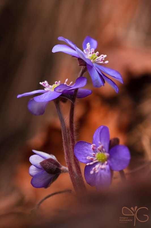 печеночница, hepatica, nobilis, лебяжье, финский, залив, ло, gulf, finland, lo, spring, весна Печёночницаphoto preview