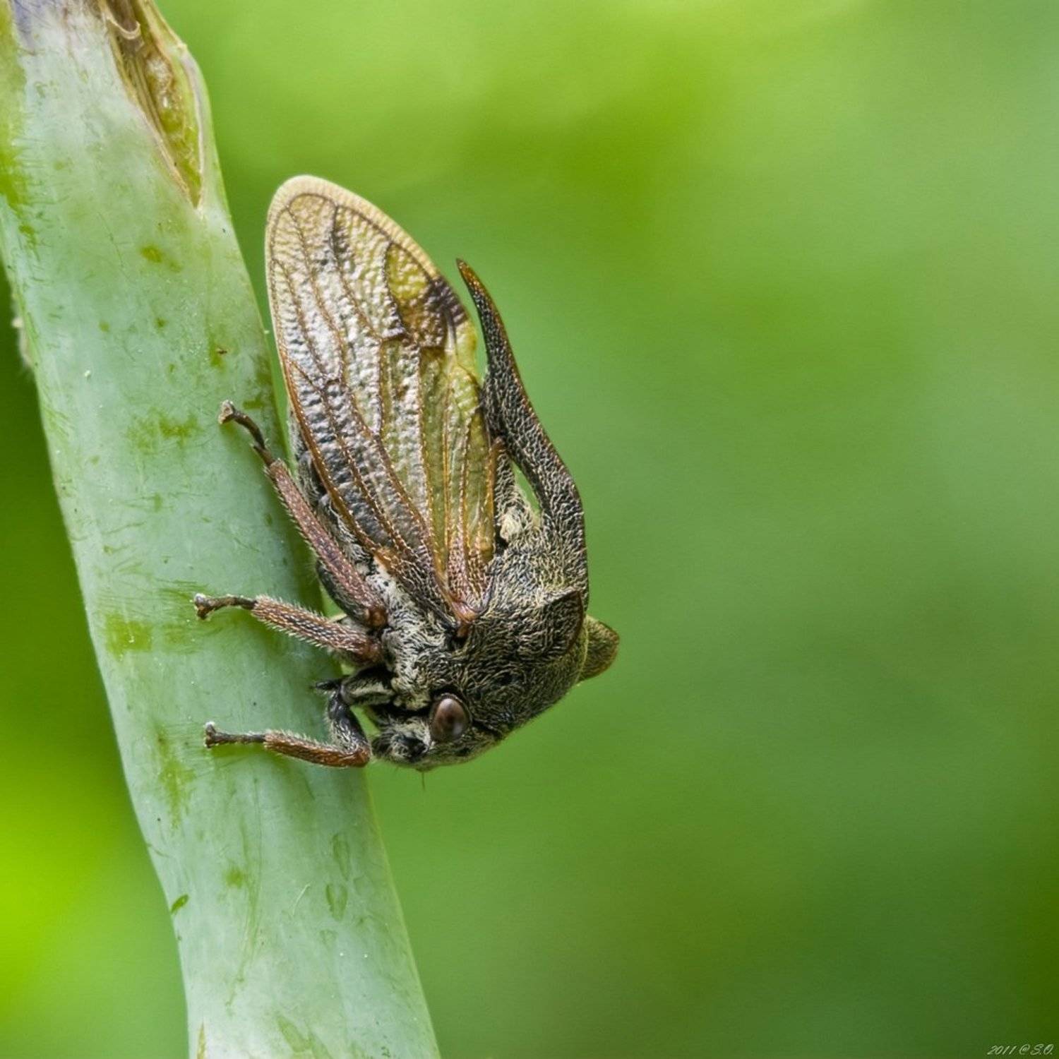 Горбатая цикадка. Автор: Eustignos Sergej горбатка, dornzikade, , buckelzirpen, buckelzikaden, treehopper, \"centrotus, cornutus\", Eustignos Sergej
