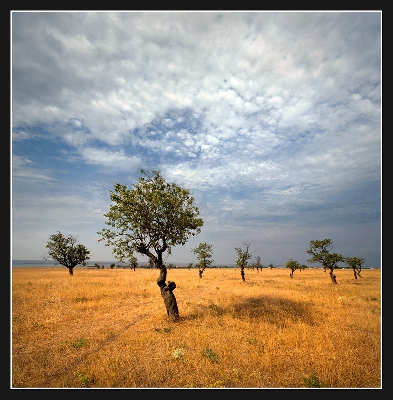 Старый миндальный сад. (цветной вариант)photo preview