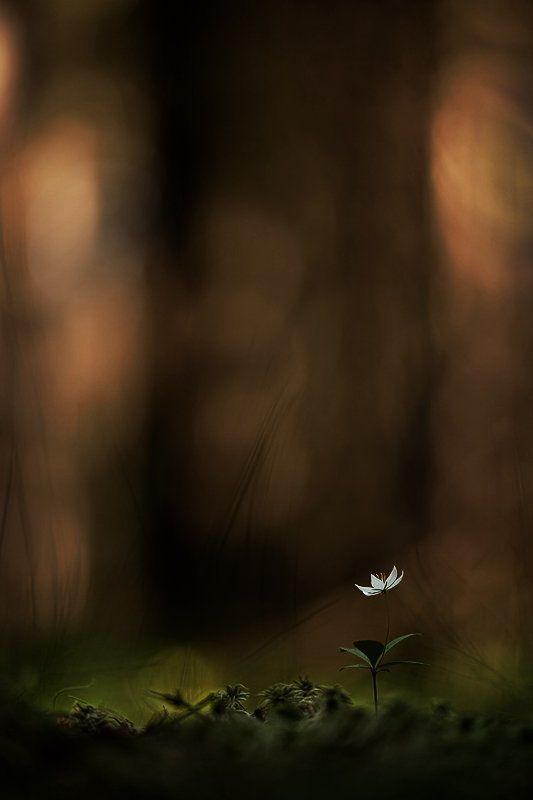 седмичник photo preview