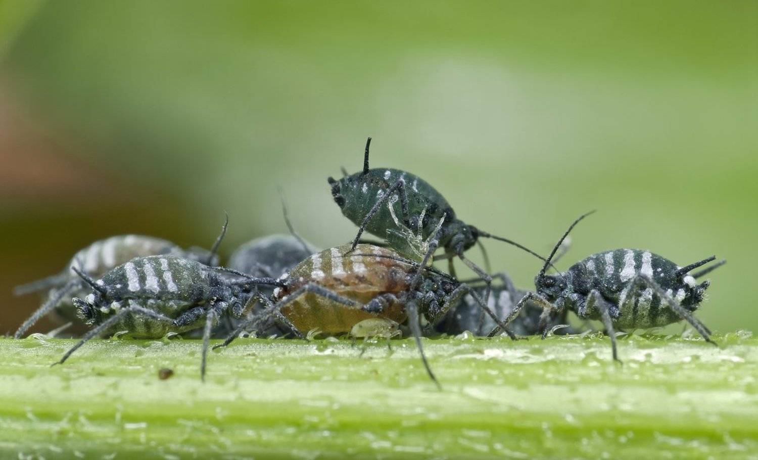 Табор. Автор: Александр Кириченко micro-nikkor af 105mm f/2.8 d, макро, nikon d80, тли, Александр Кириченко