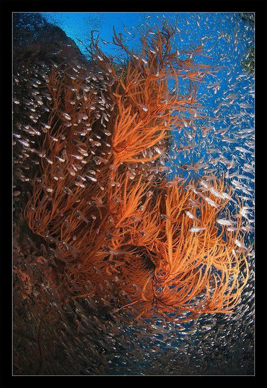 стая, взрыв, коралл, тайланд  фото превью