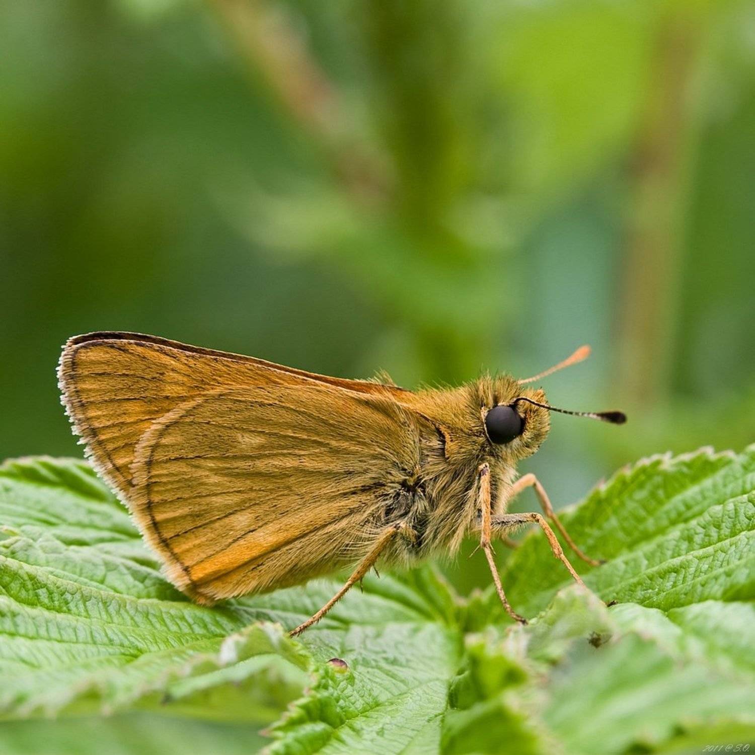 Автор: Eustignos Sergej , Eustignos Sergej