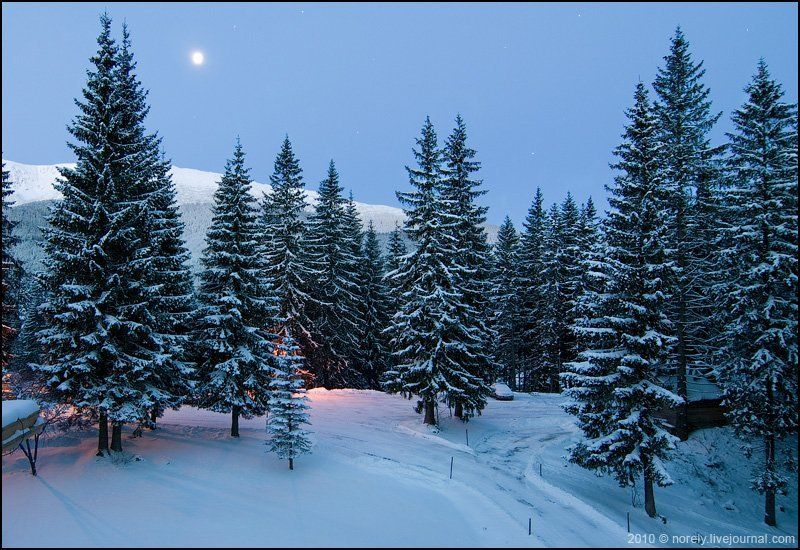 зима, татры, словакия, луна, ели, лес photo preview