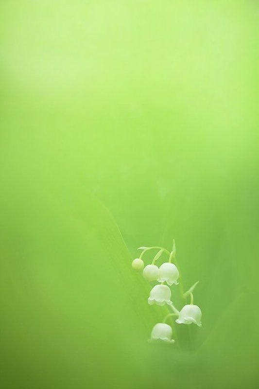 ландыши photo preview