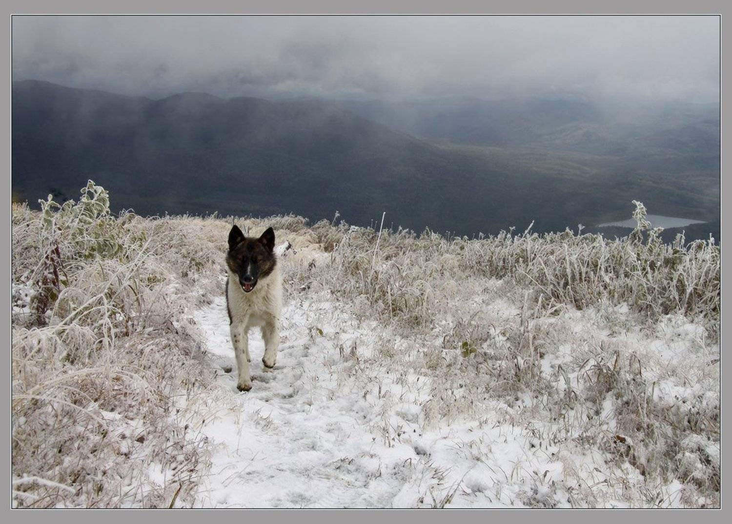 Первый снег. Автор: Галина Хвостенко снег, метель, горы, зима, горная шория, шерегеш, Галина Хвостенко