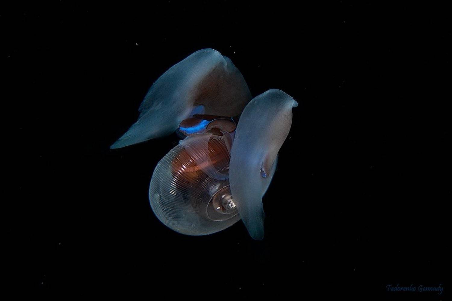 Автор: Fedorenko Gennady , Fedorenko Gennady