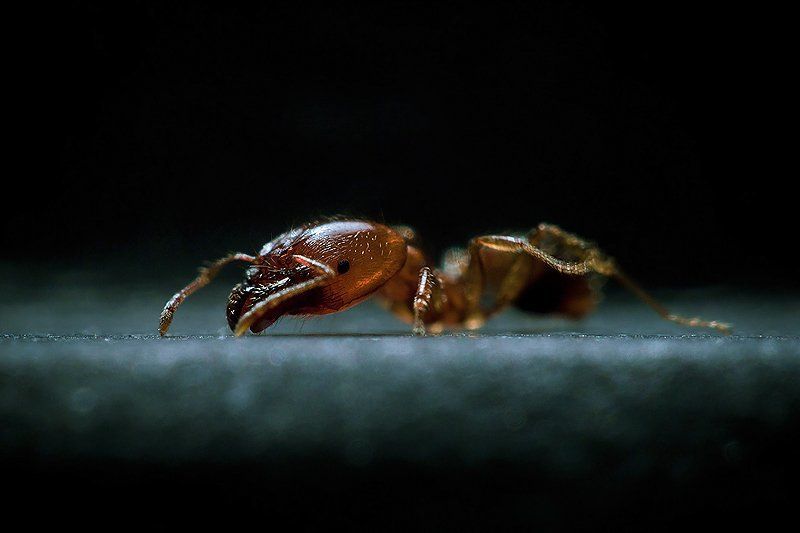 макро, насекомые photo preview