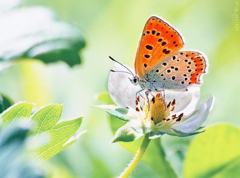 бабочка  фото превью