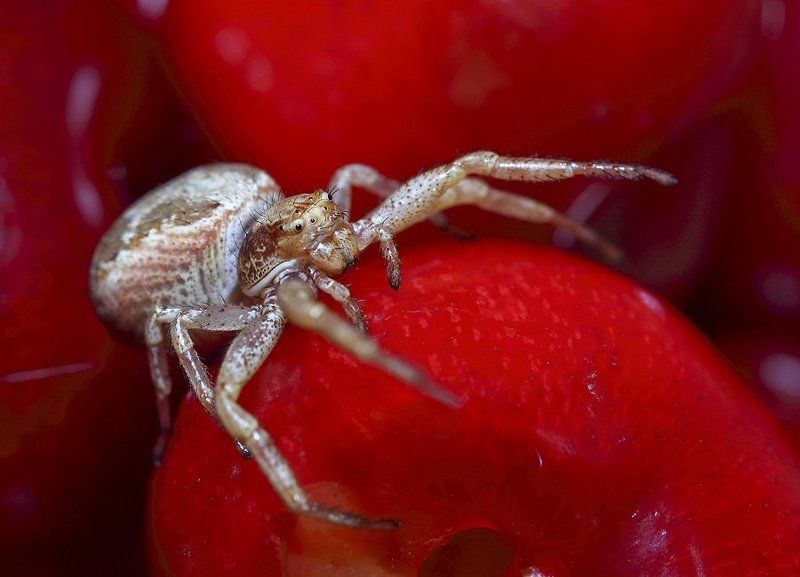 макро, паук, черешни photo preview
