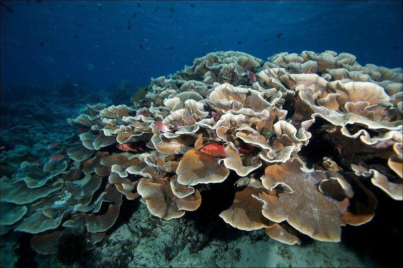 sipadan, coral, fish, underwater photo preview