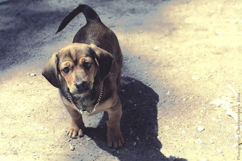 Марийкаphoto preview