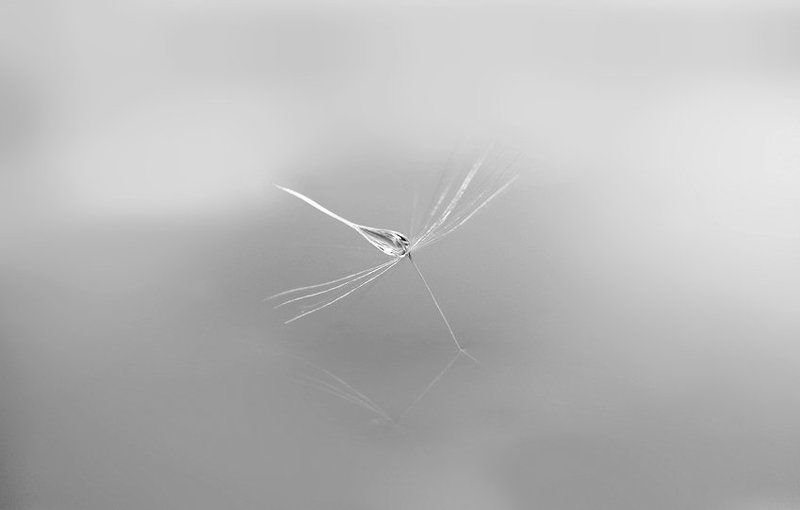 одуванчик, макро, капли, роса, вода photo preview