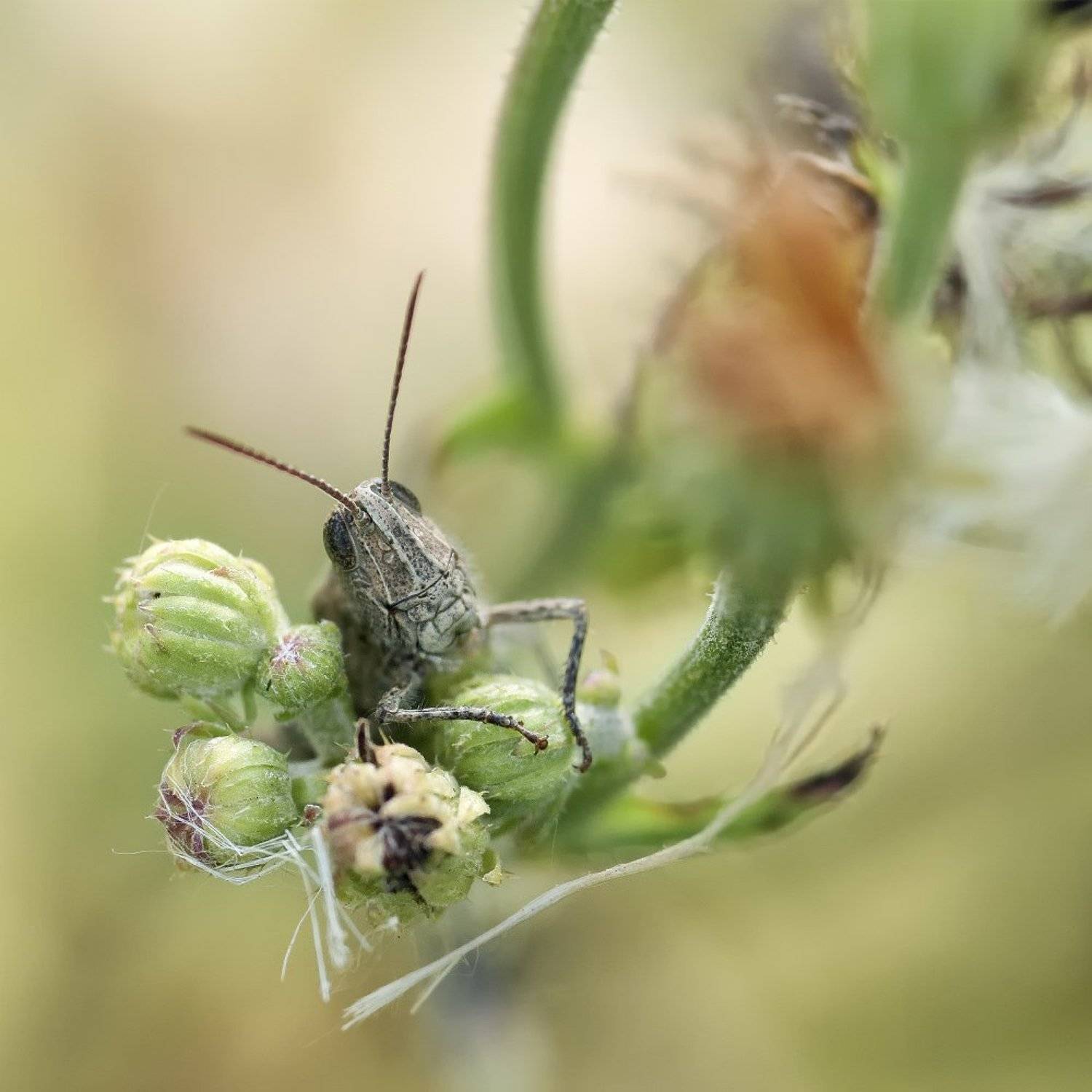nikon d80, micro-nikkor af 105mm f/2.8 d, макро, кузнечик, Александр Кириченко