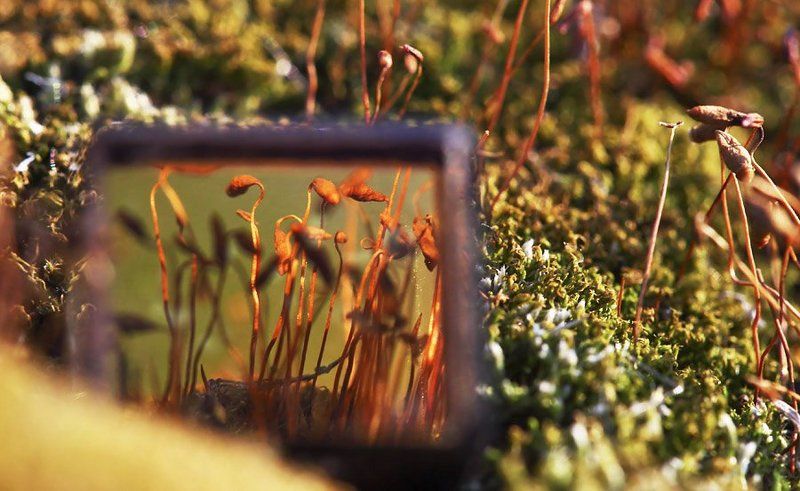 макро, мох, свет, отражение photo preview